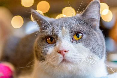 末日生存游戏《POSTFROST》Steam页面上线 2024年发售